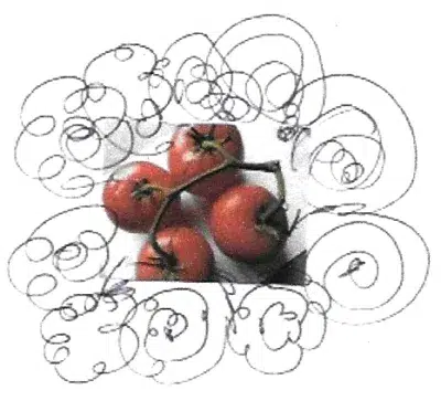 Tomate en grappe