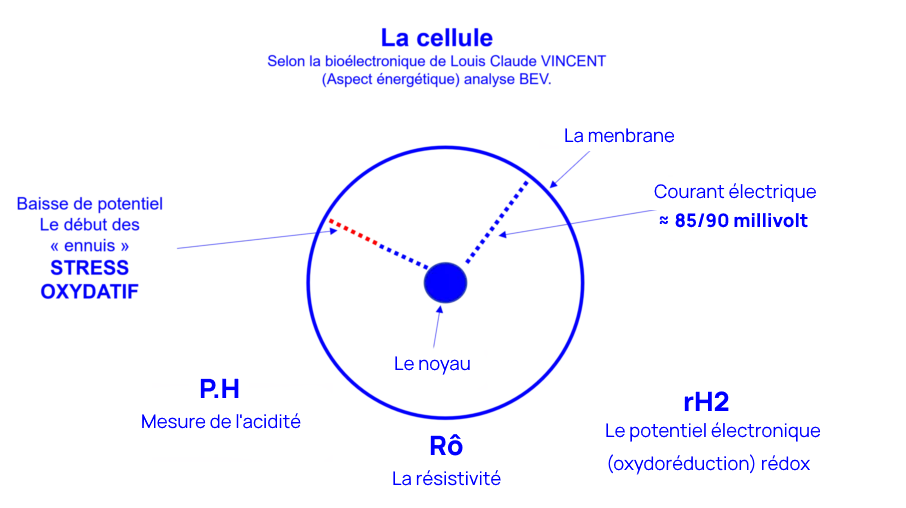 La_cellule-1024x602
